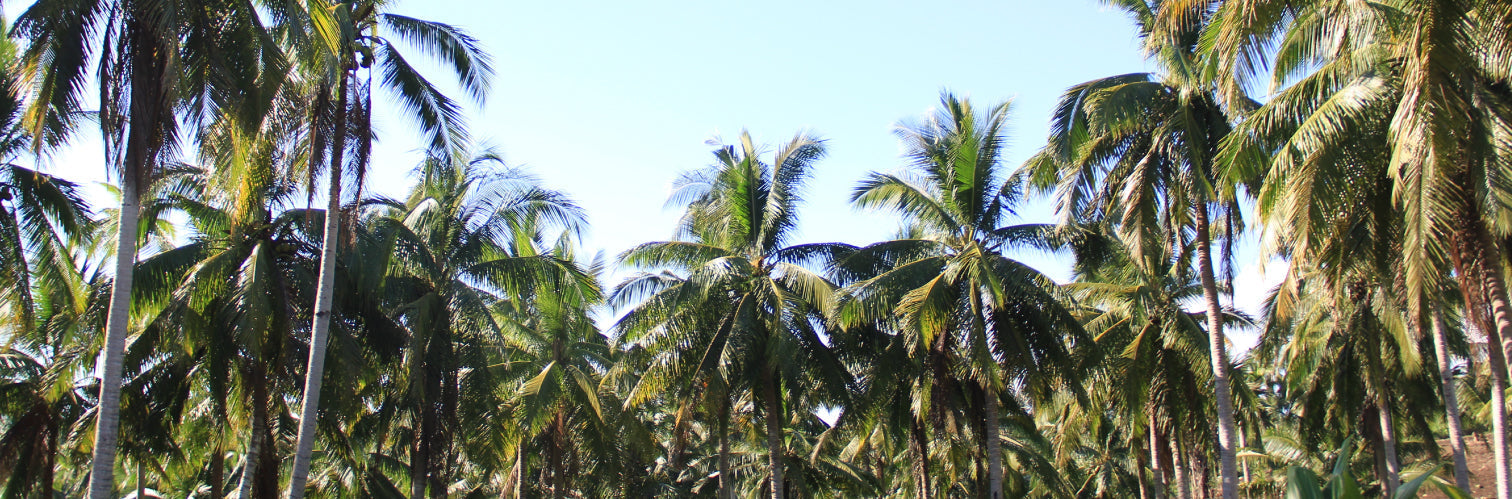 Earth Day, Every Day: Thoughtful Choices That Make a Difference