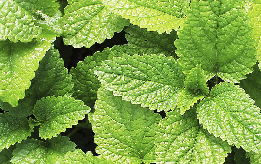 5 Science-Backed Benefits of Peppermint for Your Skin This Holiday Season